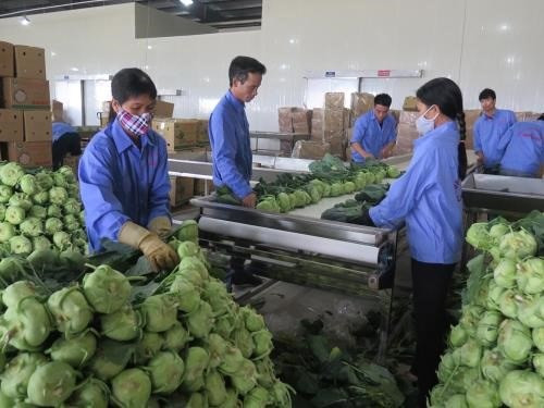 Merman exportaciones vietnamitas de frutas y verduras en el primer bimestre de 2019 ảnh 1 Merman exportaciones vietnamitas de frutas y verduras en el primer bimestre de 2019 ảnh 1