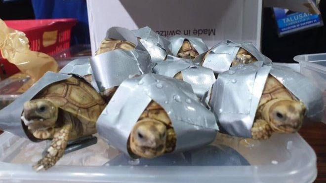 Incautan en Filipinas más de mil 500 tortugas abandonadas en equipaje ảnh 1 Incautan en Filipinas más de mil 500 tortugas abandonadas en equipaje ảnh 1