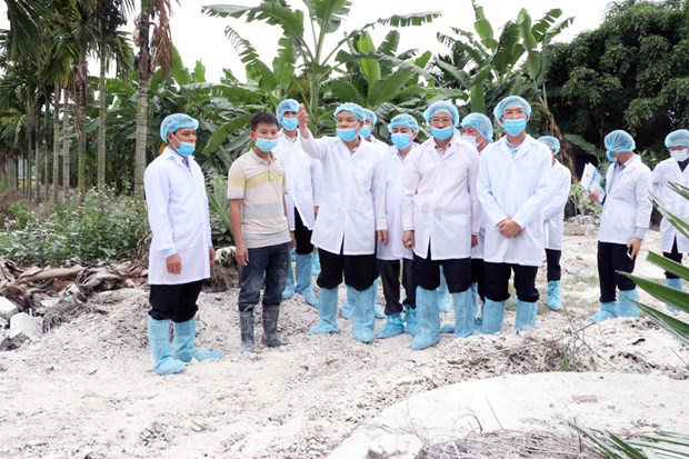 Pide en Vietnam ofrecer asistencia a agricultores afectados por la peste porcina africana ảnh 1 Pide en Vietnam ofrecer asistencia a agricultores afectados por la peste porcina africana ảnh 1