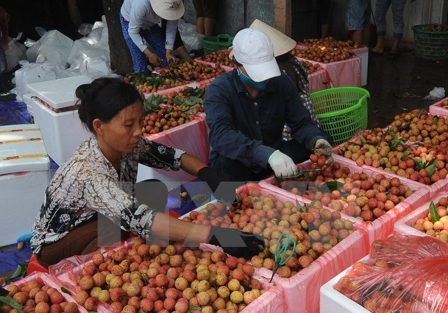 Incrementa Vietnam exportaciones de lichis a Australia ảnh 1 Incrementa Vietnam exportaciones de lichis a Australia ảnh 1