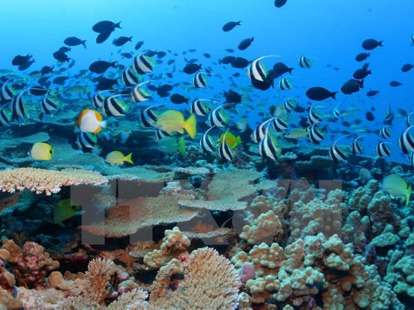 Mejora Vietnam la administración y utilización de recursos genéticos ảnh 1