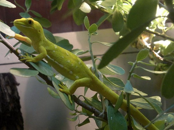 Encuentran 163 nuevas especies en subregión de Mekong ảnh 1 Encuentran 163 nuevas especies en subregión de Mekong ảnh 1