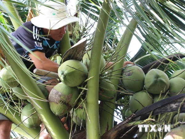 Estudian en Italia experiencias para aumentar valor del coco vietnamita ảnh 1 Estudian en Italia experiencias para aumentar valor del coco vietnamita ảnh 1