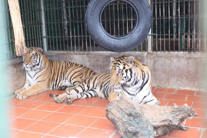 Agencias de viajes luchan contra comercio de animales y plantas silvestres ảnh 1 Agencias de viajes luchan contra comercio de animales y plantas silvestres ảnh 1