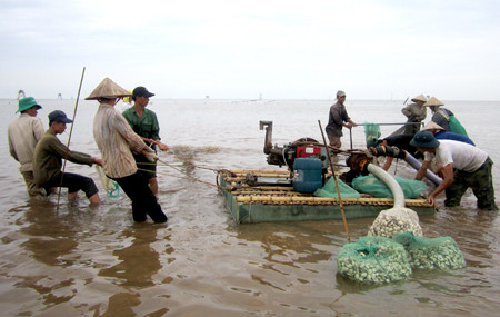 Vietnam desarrolla cría sostenible de almeja ảnh 1 Vietnam desarrolla cría sostenible de almeja ảnh 1