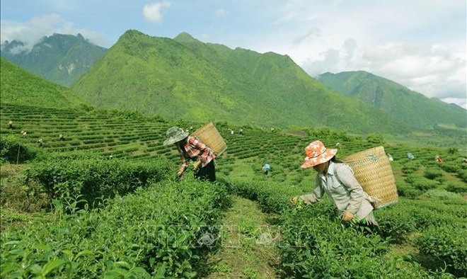 Vietnam por impulsar desarrollo socioeconómico en zonas montañosas y pobladas por etnias ảnh 1