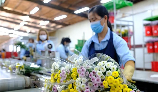 Vietnam exportó flores por valor de 61 millones de dólares en 2021 ảnh 1 Vietnam exportó flores por valor de 61 millones de dólares en 2021 ảnh 1