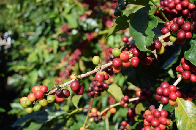 Alemania, mayor importador de café de Vietnam ảnh 1 Alemania, mayor importador de café de Vietnam ảnh 1