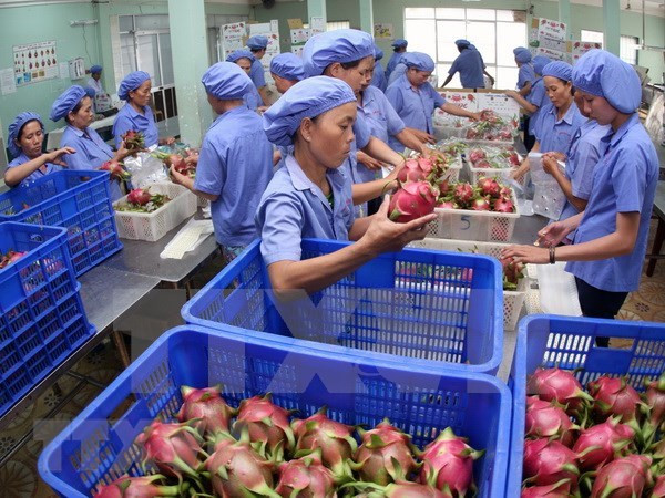 Unión Europea sigue siendo mercado prometedor para frutas vietnamitas ảnh 1 Unión Europea sigue siendo mercado prometedor para frutas vietnamitas ảnh 1