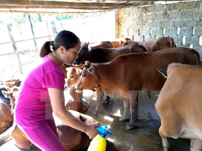 Vietnam inicia producción general de vacuna contra fiebre aftosa del ganado ảnh 1