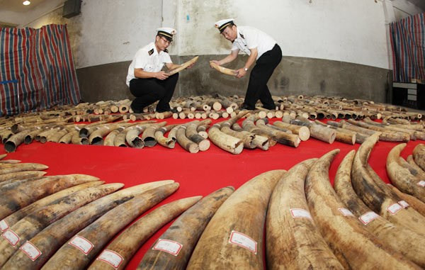 Policía de China confisca marfil contrabandeado a través de frontera con Vietnam ảnh 1 Policía de China confisca marfil contrabandeado a través de frontera con Vietnam ảnh 1