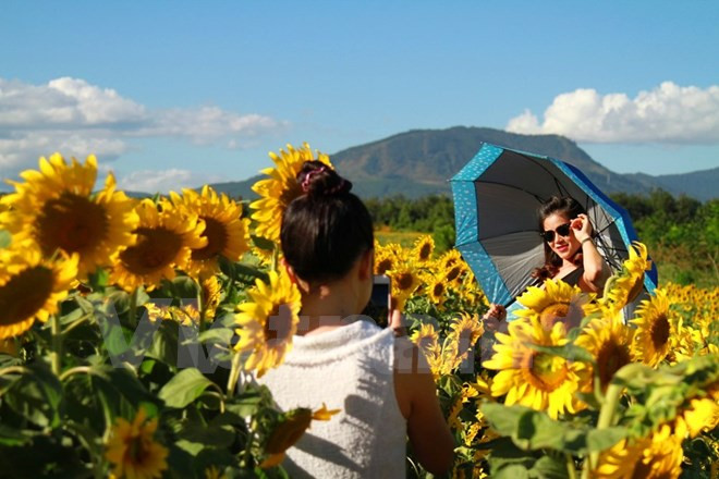 Promoverán productos agrícolas y turísticos de Lam Dong en Festival de Flores Da Lat ảnh 1 Promoverán productos agrícolas y turísticos de Lam Dong en Festival de Flores Da Lat ảnh 1