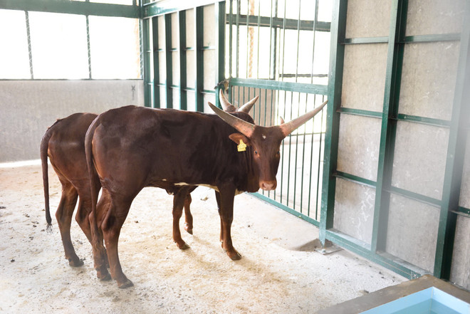 Vietnam tiene su primer parque Safari zoológico ảnh 3 Vietnam tiene su primer parque Safari zoológico ảnh 3