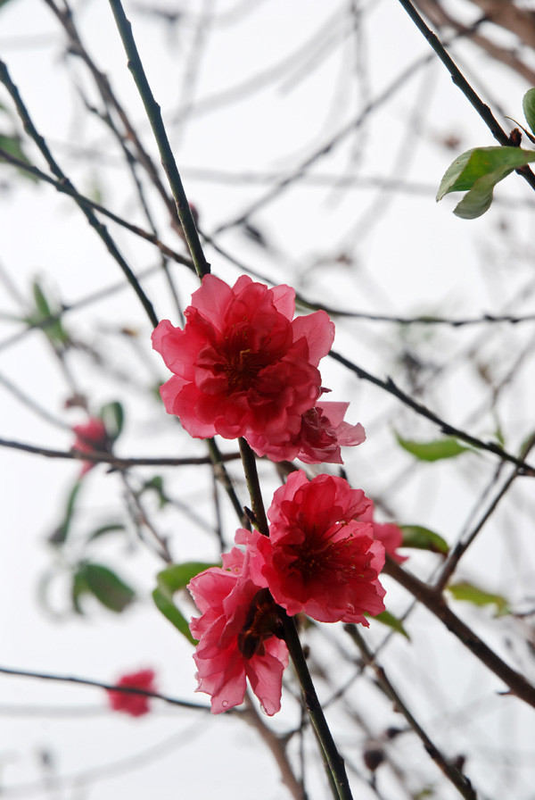 Atmosfera de Año Nuevo Lunar llega temprano a aldea de flores Nhat Tan ảnh 4 Atmosfera de Año Nuevo Lunar llega temprano a aldea de flores Nhat Tan ảnh 4