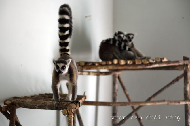 Vietnam tiene su primer parque Safari zoológico ảnh 5 Vietnam tiene su primer parque Safari zoológico ảnh 5