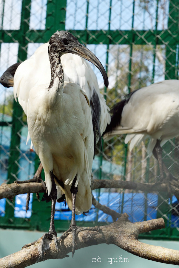 Vietnam tiene su primer parque Safari zoológico ảnh 4 Vietnam tiene su primer parque Safari zoológico ảnh 4