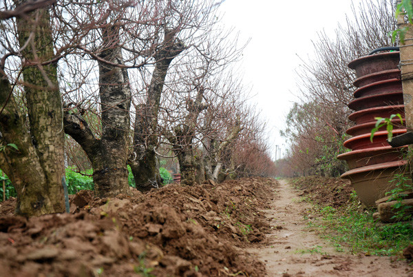 Atmosfera de Año Nuevo Lunar llega temprano a aldea de flores Nhat Tan ảnh 3 Atmosfera de Año Nuevo Lunar llega temprano a aldea de flores Nhat Tan ảnh 3