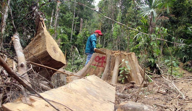 Vietnam reporta reducción de tala ilegal de bosques ảnh 1 Vietnam reporta reducción de tala ilegal de bosques ảnh 1
