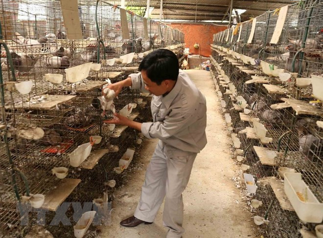 Sigue en tendencia alcista exportaciones agrosilvícolas y acuáticas de Vietnam ảnh 1 Sigue en tendencia alcista exportaciones agrosilvícolas y acuáticas de Vietnam ảnh 1