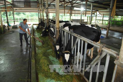 Ciudad Ho Chi Minh promueve nuevo modelo de cooperativas ảnh 1 Ciudad Ho Chi Minh promueve nuevo modelo de cooperativas ảnh 1