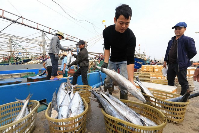 Crece producción pesquera de Vietnam en primer cuatrimestre ảnh 1 Crece producción pesquera de Vietnam en primer cuatrimestre ảnh 1