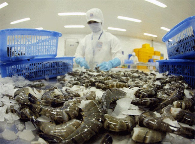 Vietnam apunta obtener 4,8 mil millones de dólares de exportaciones de camarones ảnh 1 Vietnam apunta obtener 4,8 mil millones de dólares de exportaciones de camarones ảnh 1