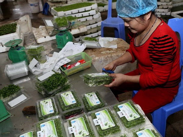Exportaciones de frutas y vegetales de Vietnam ante grandes oportunidades y desafíos ảnh 1