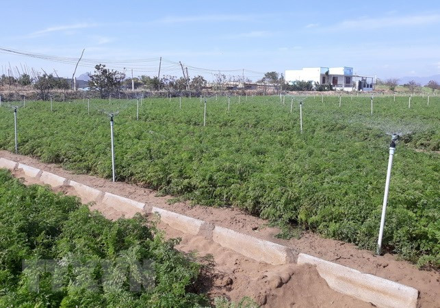 Vietnam y Japón debaten aplicación de nanotecnología en la agricultura ảnh 1 Vietnam y Japón debaten aplicación de nanotecnología en la agricultura ảnh 1