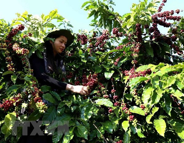 Empresas de Vietnam impulsan exportaciones a China mediante ferias comerciales ảnh 1 Empresas de Vietnam impulsan exportaciones a China mediante ferias comerciales ảnh 1