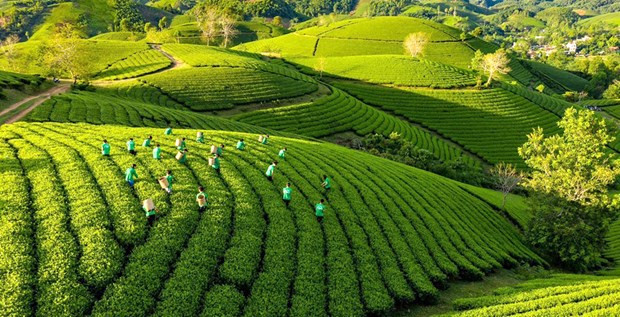 Vietnam agiliza implementación de Estrategia nacional de crecimiento verde ảnh 1 Vietnam agiliza implementación de Estrategia nacional de crecimiento verde ảnh 1
