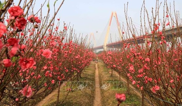 Significado de la flor de durazno en el Tet de Vietnam ảnh 1