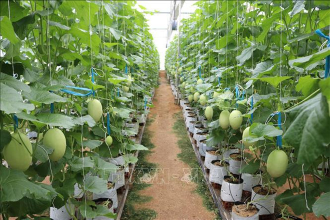 Vietnam agiliza implementación de Estrategia nacional de crecimiento verde ảnh 2 Vietnam agiliza implementación de Estrategia nacional de crecimiento verde ảnh 2