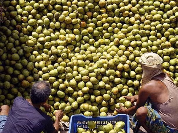 Vietnam exporta mangos de alta calidad a Australia ảnh 1 Vietnam exporta mangos de alta calidad a Australia ảnh 1