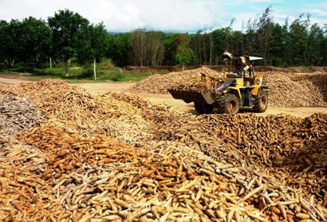 Destacado ascenso de exportación vietnamita de yuca ảnh 1 Destacado ascenso de exportación vietnamita de yuca ảnh 1
