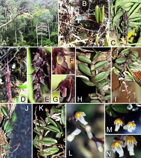 Descubren ocho nuevas especies de orquídea en Altiplanicie Occidental ảnh 1 Descubren ocho nuevas especies de orquídea en Altiplanicie Occidental ảnh 1