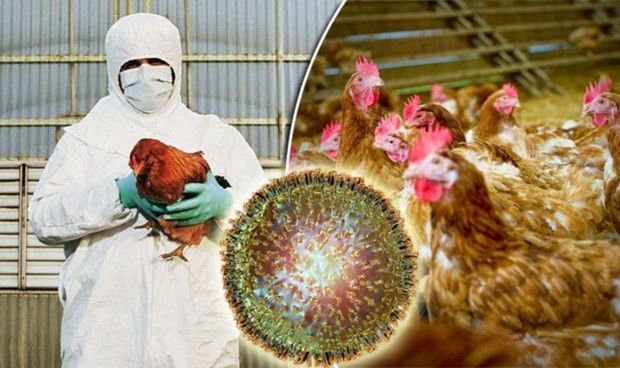 Camboya reporta primer brote de gripe aviar H5N6 ảnh 1 Camboya reporta primer brote de gripe aviar H5N6 ảnh 1