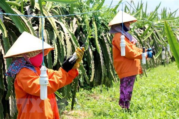 Vietnam carece de 3,2 millones de agricultores capacitados en 2020 ảnh 1 Vietnam carece de 3,2 millones de agricultores capacitados en 2020 ảnh 1
