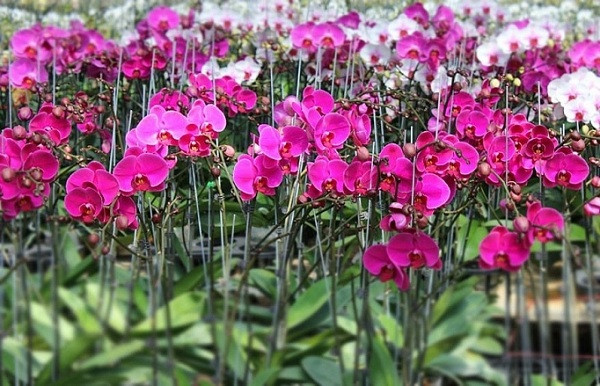 Celebrarán primer Festival de Orquídeas en Ciudad Ho Chi Minh ảnh 1 Celebrarán primer Festival de Orquídeas en Ciudad Ho Chi Minh ảnh 1
