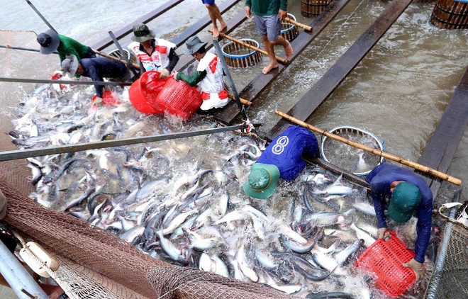 Mantendrá Estados Unidos altos aranceles a importación del pescado Tra de Vietnam ảnh 1 Mantendrá Estados Unidos altos aranceles a importación del pescado Tra de Vietnam ảnh 1