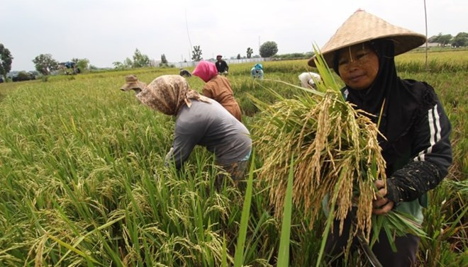 Indonesia busca fortalacer lucha contra la pobreza ảnh 1 Indonesia busca fortalacer lucha contra la pobreza ảnh 1