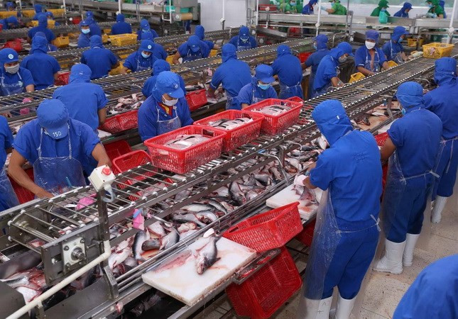 Exportaciones de productos acuícolas de Vietnam se incrementaron en 29,5 por ciento ảnh 1 Exportaciones de productos acuícolas de Vietnam se incrementaron en 29,5 por ciento ảnh 1