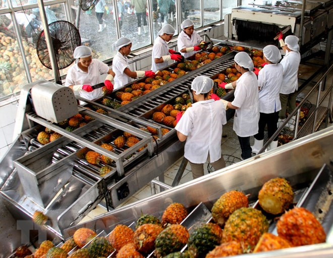 En tendencia alcista exportaciones vietnamitas de verduras y frutas ảnh 1 En tendencia alcista exportaciones vietnamitas de verduras y frutas ảnh 1