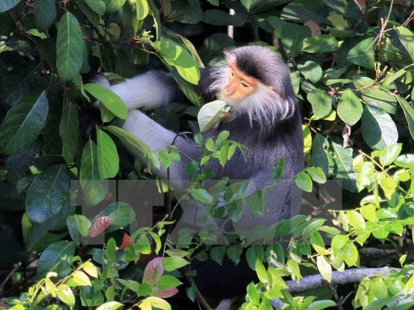 Provincia vietnamita realiza proyecto para proteger primates raros ảnh 1 Provincia vietnamita realiza proyecto para proteger primates raros ảnh 1