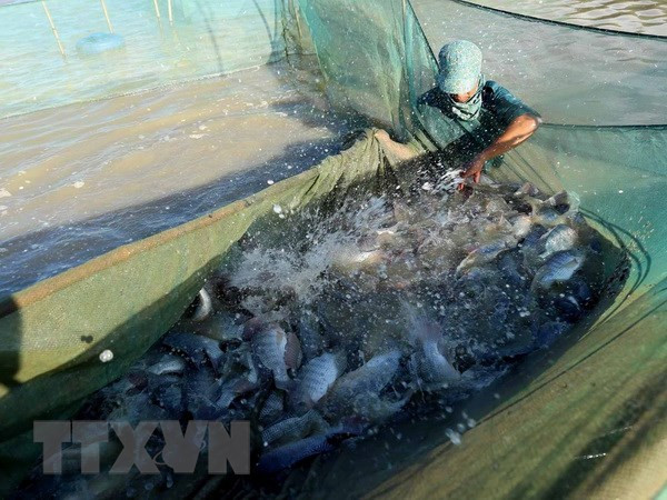 Medio Oriente, mercado potencial para los mariscos vietnamitas ảnh 1 Medio Oriente, mercado potencial para los mariscos vietnamitas ảnh 1