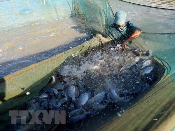 Medio Oriente, mercado potencial para los mariscos vietnamitas ảnh 1