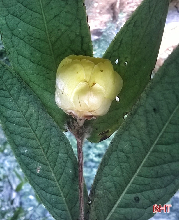 Vietnam contribuye con dos nuevos tipos de camellias raras a la lista mundial ảnh 1 Vietnam contribuye con dos nuevos tipos de camellias raras a la lista mundial ảnh 1