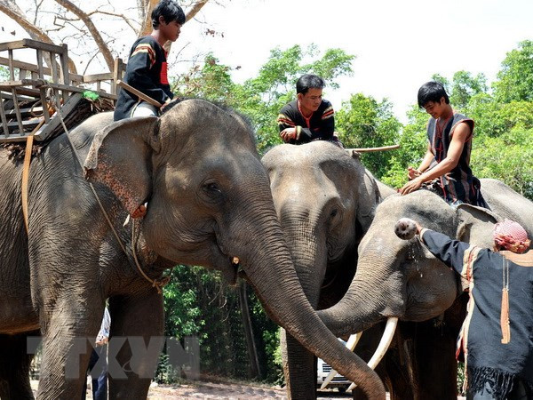 Vietnam desarrollará modelo turístico amigable con elefantes ảnh 1 Vietnam desarrollará modelo turístico amigable con elefantes ảnh 1