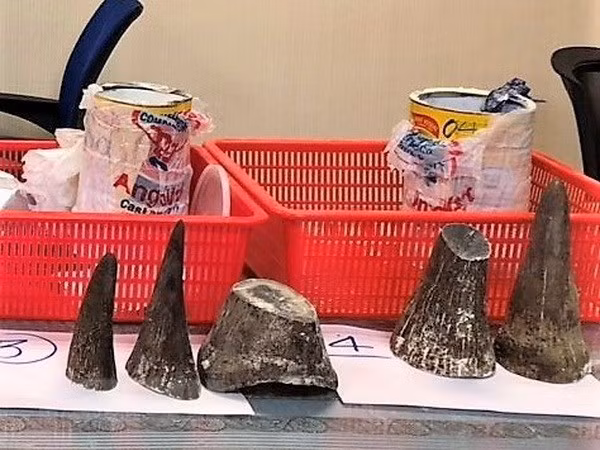 Incautan en el aeropuerto vietnamita de Tan Son Nhat 12 cuernos de rinoceronte ảnh 1