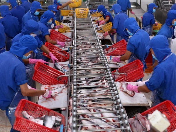 VASEP urge a productores a controlar calidad de pescado Tra exportados a China ảnh 1 VASEP urge a productores a controlar calidad de pescado Tra exportados a China ảnh 1