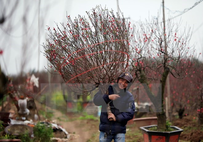 Trabajadores vietnamitas descansarán nueve días en ocasión del Año Nuevo Lunar 2019 ảnh 1